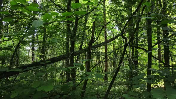 Slow Motion View of Green Forest By Day