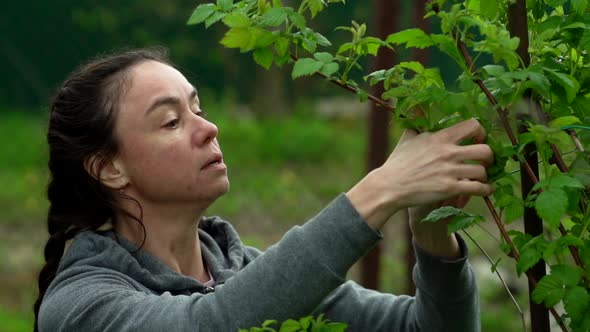 Adult Woman in Garden, Caring of Shrubs, Gardening and Landscaping