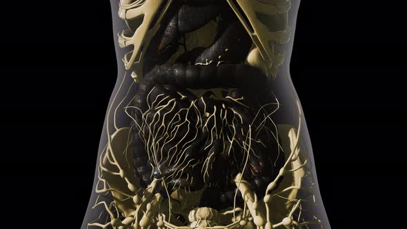Detailed Human Digestive System Anatomy