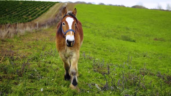 A Danish Jutland Draft Horse On A Field Walking Towards The Camera In Slow Motion