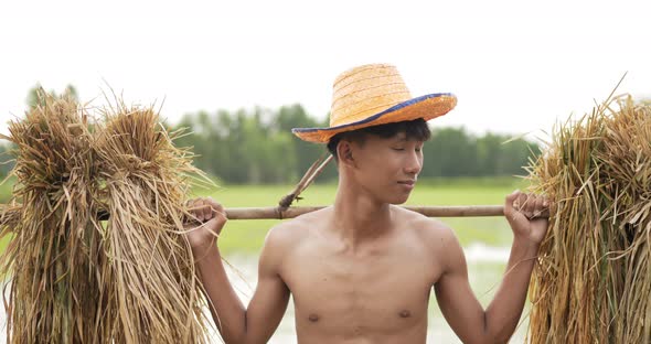 Young farmer arrying the rice seedlings on his shoulder