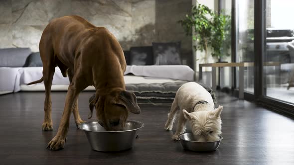 Ridgeback and terrier dogs eating from bowls in modern living room.
