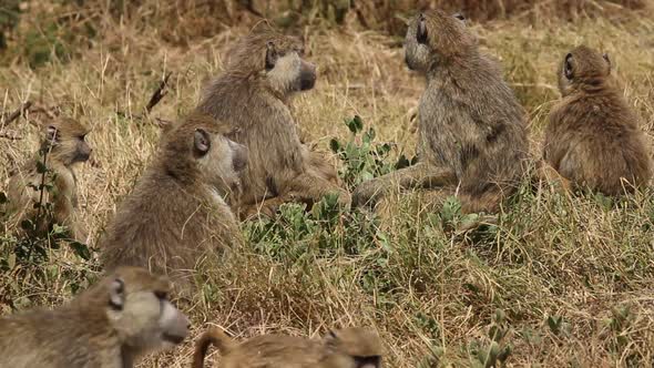 Yellow Baboon Family - Kenya