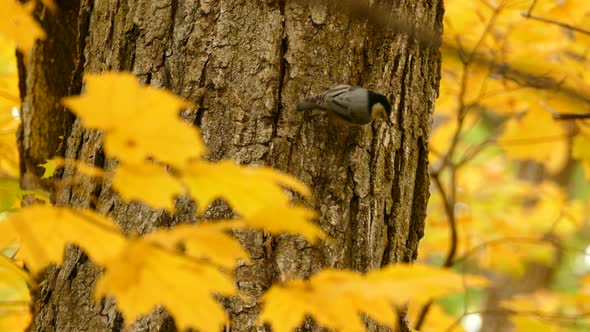 Cute little bird walking around on the trunk of a huge tree with colourful yellow fall leaves framin