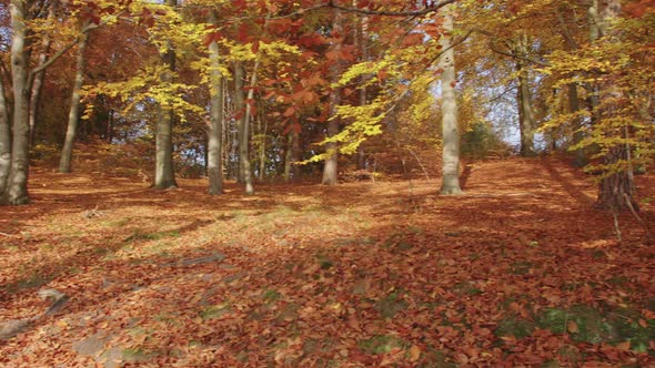 Panning Through a Beautiful Autumn Forest
