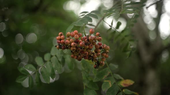 Dreamy Pan Around Rowan Berries filmed on Vintage Lens