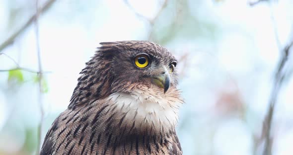 Super Close up of a alert Brown Fish Owl against a soft blue background in Jungle