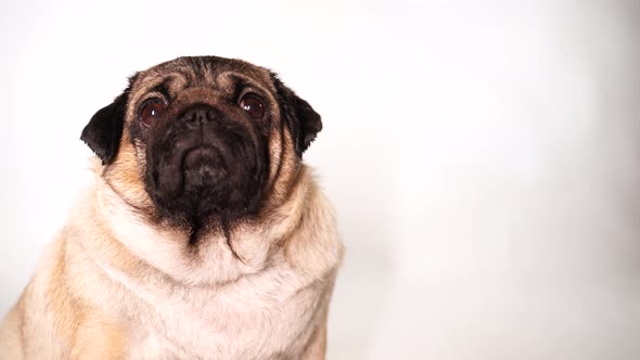 Portrait of Beautiful Pug on White Background