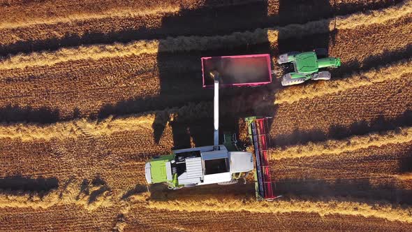 Agricultural Machinery on the Golden Field. Combine Harvesters Loading Off Grains on Tractor