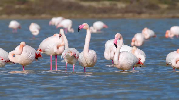 Pink Flamingos in the Lake Wild Greater Flamingo in the Salt Water Nature Birds Wildlife Safari Shot