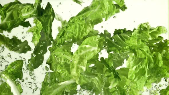 Lettuce Leaves with Splashes of Water Fly Up and Rotate in Flight