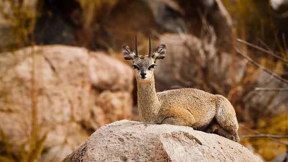 Klipspringer in Kruger National park, South Africa