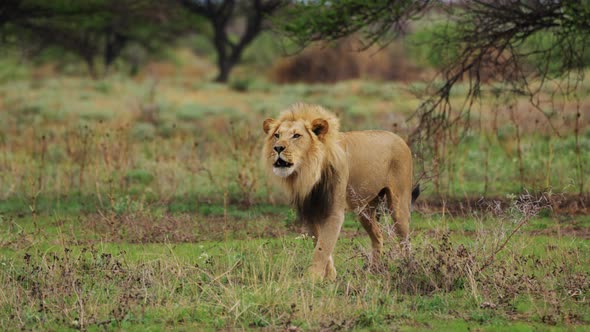 Big Lion Walking On The Savannah At Daytime - wide shot