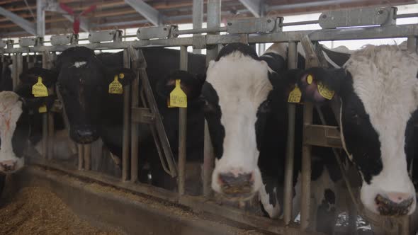 Cows eating oats in barn.