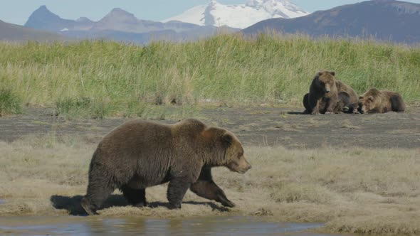 Grizzly Bear Walking By a Pack a Cubs