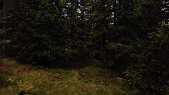 Foliage Of Tall Trees At The Wilderness Of Rauris, Austria. wide shot