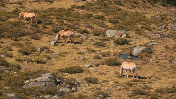 Horses in the wild