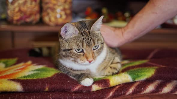 a Beautiful Motley Cat is Stroked By a Man's Hand