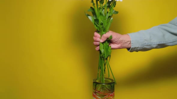 Man Puts White Chamomile Flowers in a Glass Vase on Yellow Table