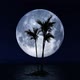 Big Moon and Palm Tree - VideoHive Item for Sale
