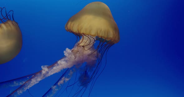 Jelly fish swim in water tank