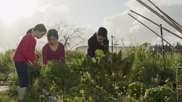 Three kids working in an organic vegetable garden weeding and watering plants