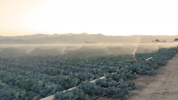 Close Up View on the Irrigation System Spraying the Green Kale Plants. USA