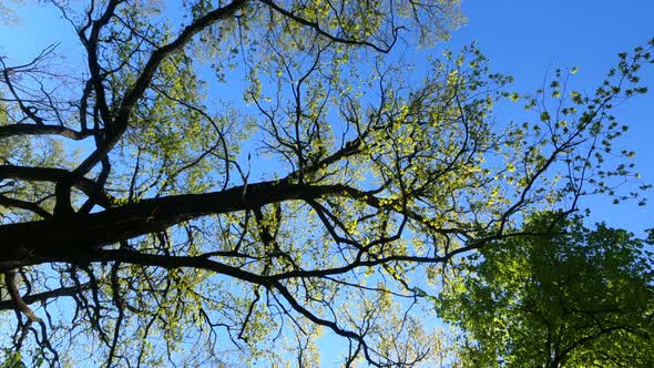 Vertical Video of the Forest in the Spring on a Sunny Day