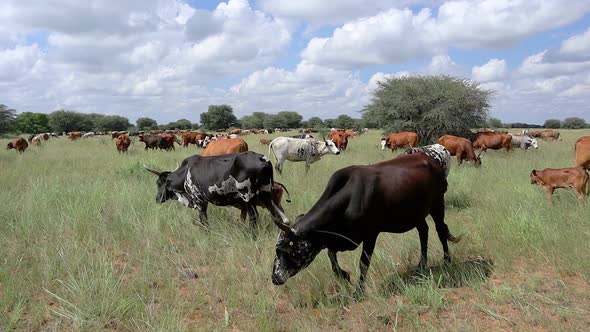 Free Range Cattle Grazing On A Rural Farm