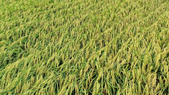 Aerial Drone Video - Bird Eye View of Rice Paddy Field Crops and Grains, Some Damaged By Typhoon - F