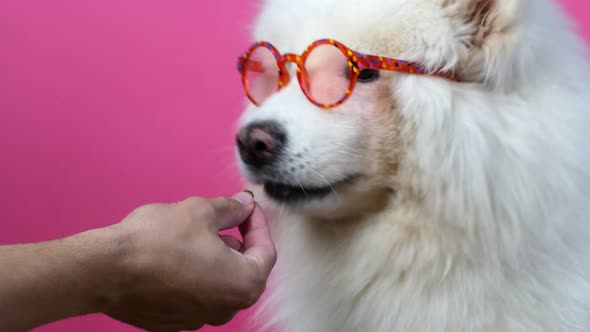 A cute funny dog ​​posing in the camera with glasses, Samoyed dog. White Samoyed dog in red glasses