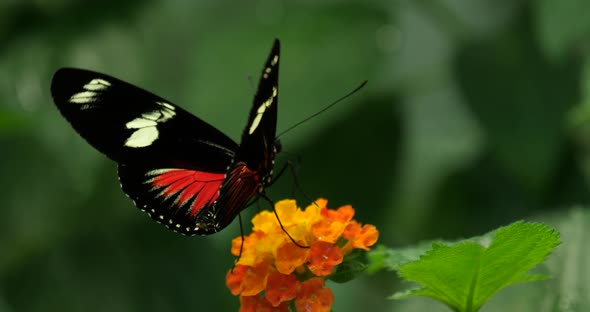 Heliconius doris viridis, the Doris longwing or Doris butterfly