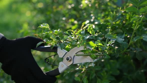 Gardening Concept  Gardener with Secateurs Cutting Branches of Bushes