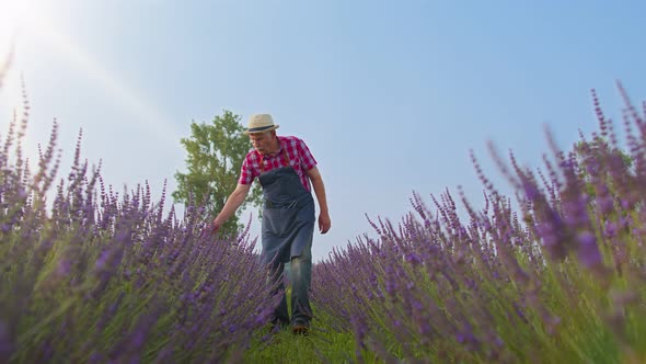 Senior Man Grandfather Farmer Gathering Lavender Flowers on Summer Herb Garden Farm Eco Business