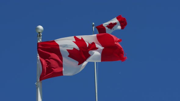 Canadian flags waving in the wind