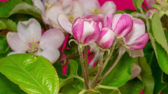 Apple Flower Blossom Timelapse on Red