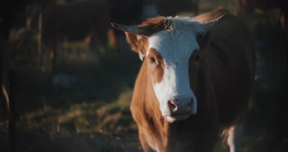 Cow looking at the camera