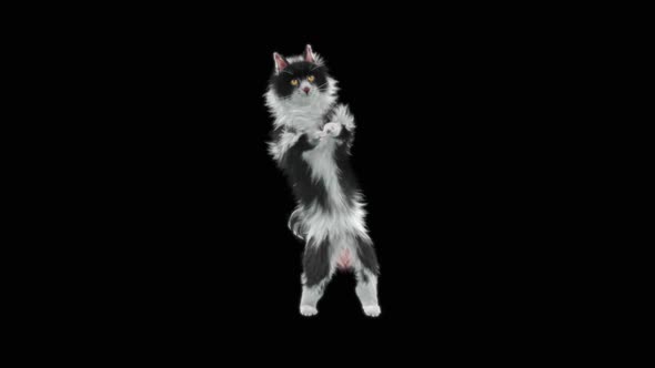 Cat Dancing HD