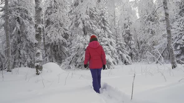 A Woman Walks Through a Winter Forest with Snow Covered Trees on a Beautiful Frosty Morning