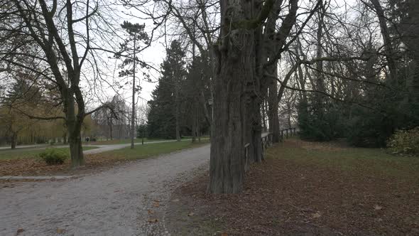 Leafless trees in a park