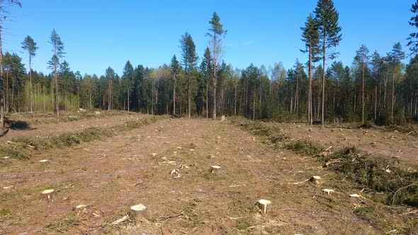 Aerial Flying Forward Over Felled Forest For Construction Or Agricultural Needs