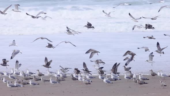 Large flock of seagulls flying in slow motion