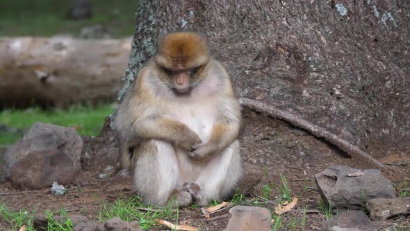 Big barbary ape flooking for food 