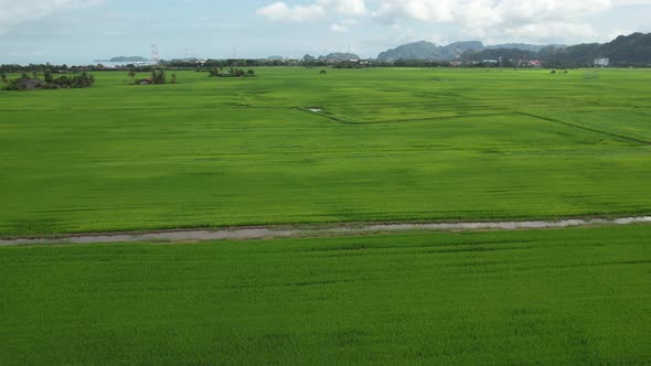 The Paddy Rice Fields of Kedah and Perlis, Malaysia