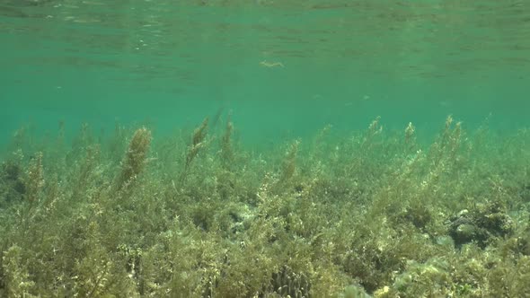 Sea Grass underwater on shallow tropical reef