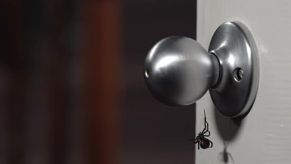 Black Widow Spider hanging on doorknob as person grabs it