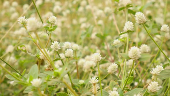 White Grass Flower