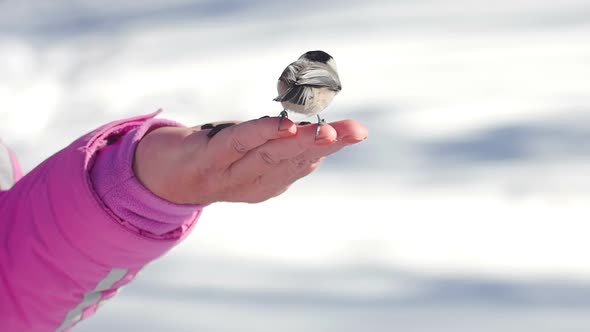 Birds in Women's Hand Eat Seeds