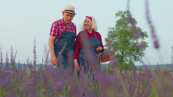 Senior Old Grandfather Grandmother Farmers Growing Lavender Plant Harvest in Herb Blooming Garden