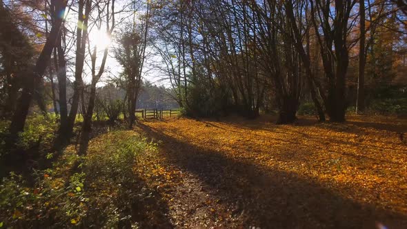 Fall Path Through The Forest